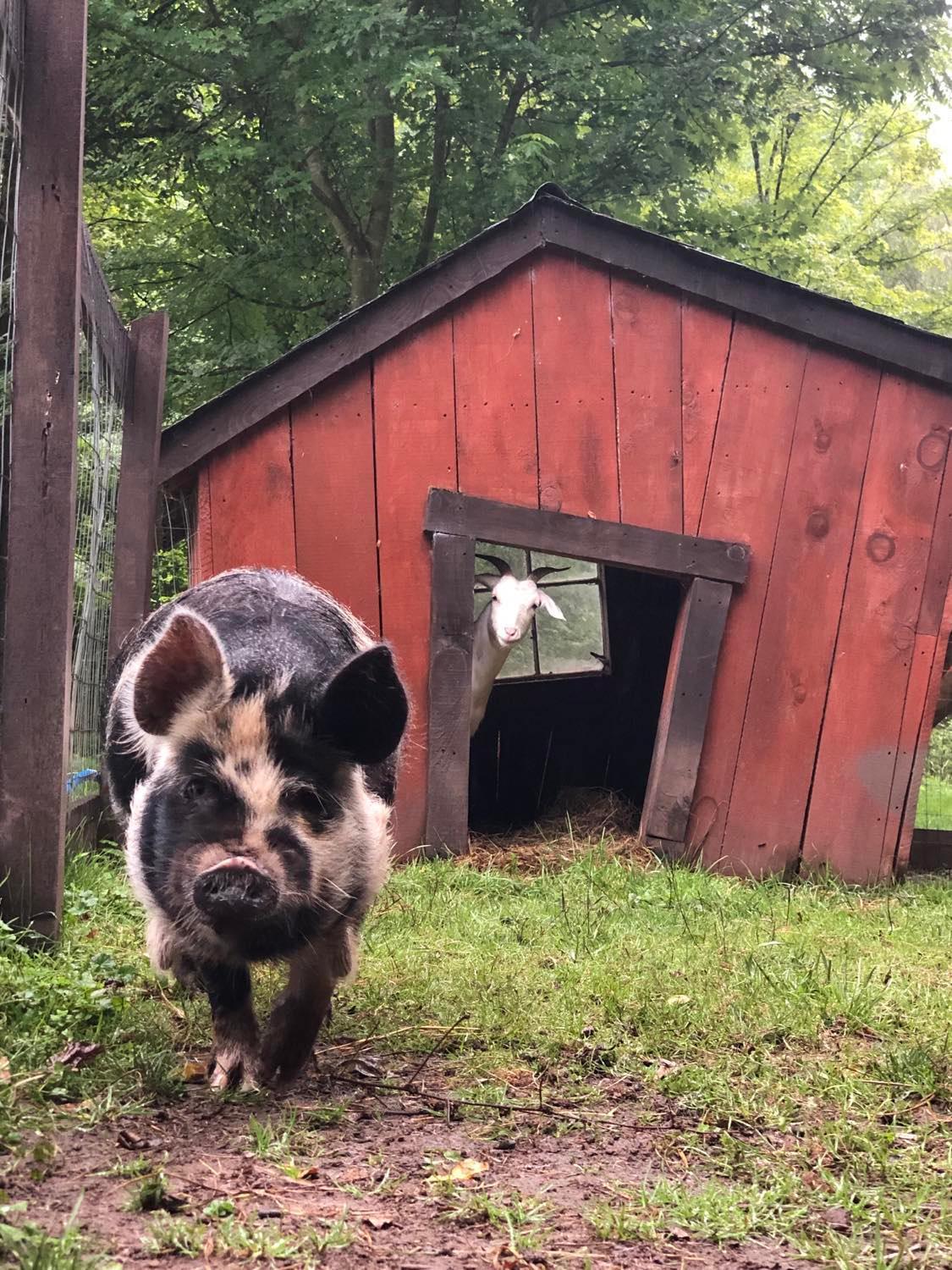 The Renovated Barn At Seneca Rocks Villa Eksteriør billede