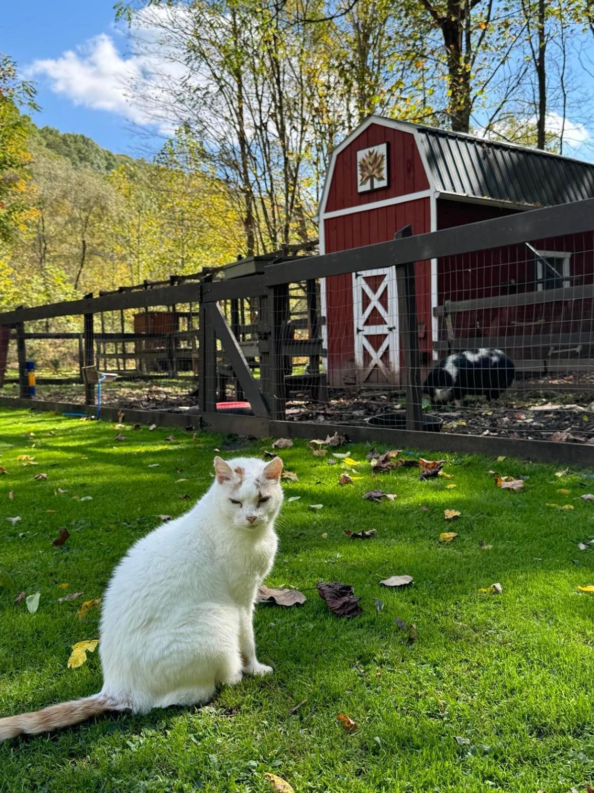 The Renovated Barn At Seneca Rocks Villa Eksteriør billede